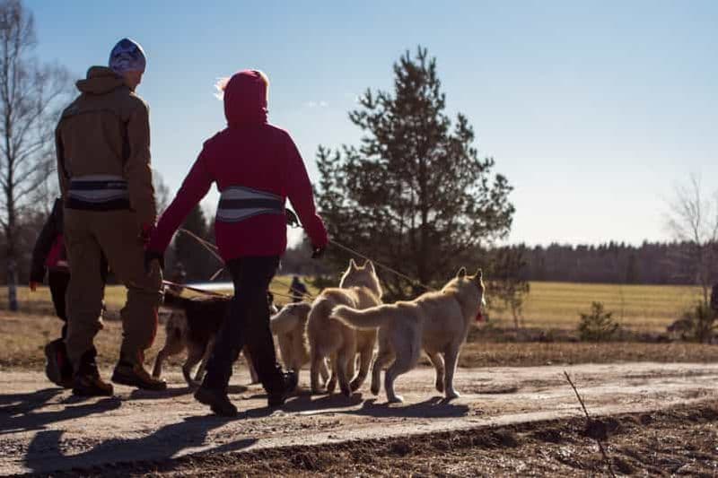 Au départ de Tallinn : visite du parc Husky avec randonnée Cani-Cross
