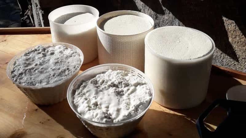 Burgos : atelier sur le fromage pecorino sarde