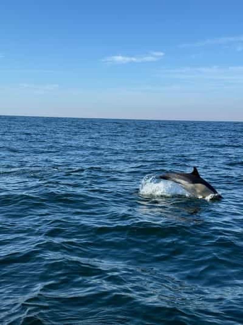 Tour en bateau d'observation des dauphins à Nazaré