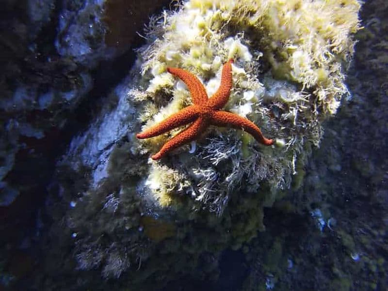 Calvi : Tour en bateau pour la plongée en apnée à la Pointe de la Revellata