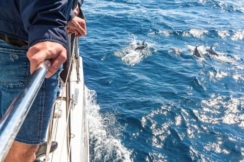 Billet Au départ de Funchal : excursion d'observation des dauphins et des baleines de Madère