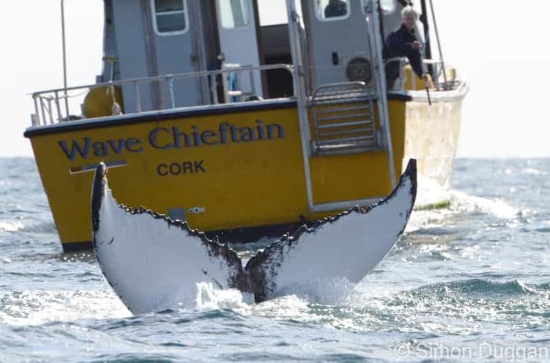 Comté de Cork : Excursion en bateau pour observer les baleines et les dauphins