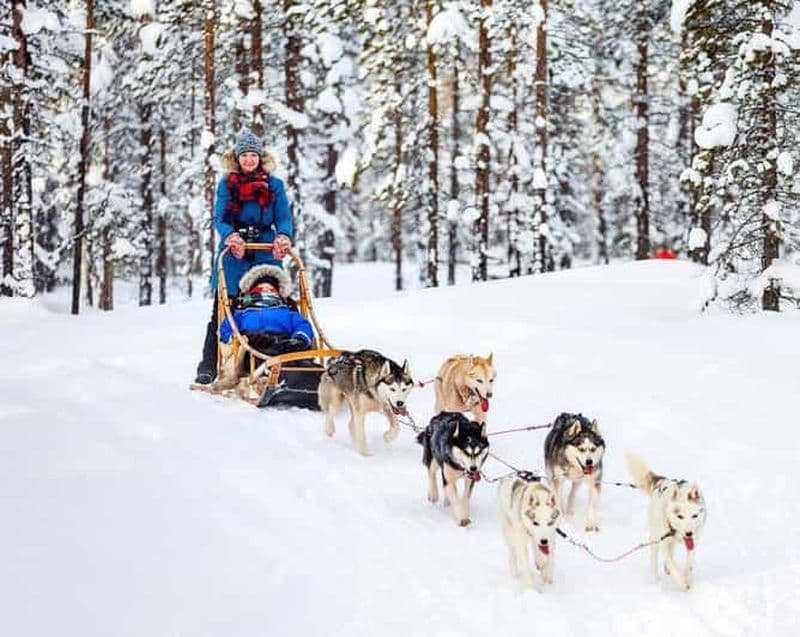 Traîneau à huskies et vue sur la forêt : Une aventure inoubliable à Riga