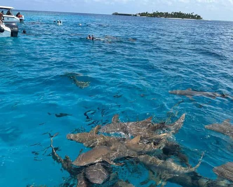 Maldives : plongée avec des requins-nourrices et banc de sable