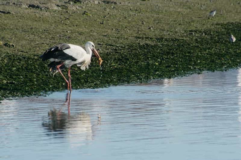 Faro : Observation écologique des oiseaux de la Ria Formosa en bateau solaire