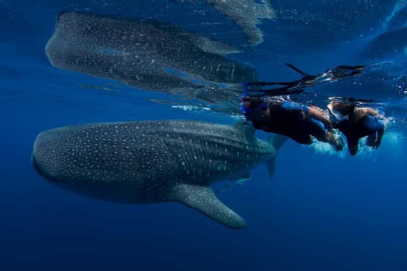 Billet Cancún : Nagez avec les requins baleines près de l'île Holbox et déjeuner inclus