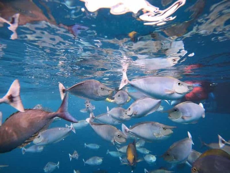 Malé : aventure de plongée avec tuba en deux étapes