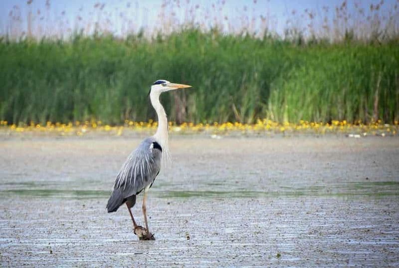 Lac Tisza : Excursion en bateau dans le paradis des oiseaux