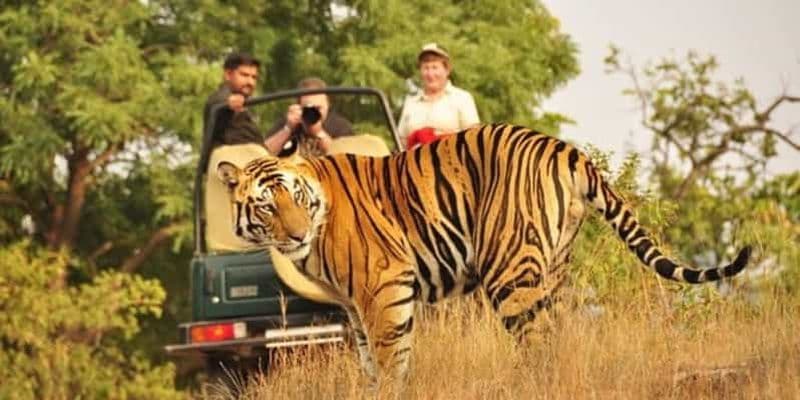 Depuis Jaipur : Excursion privée dans le parc de Ranthambore avec safari de tigres