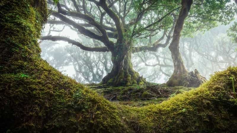 Excursion en Jeep 4x4 : marée tropicale, Porto Moniz et forêt de Fanal