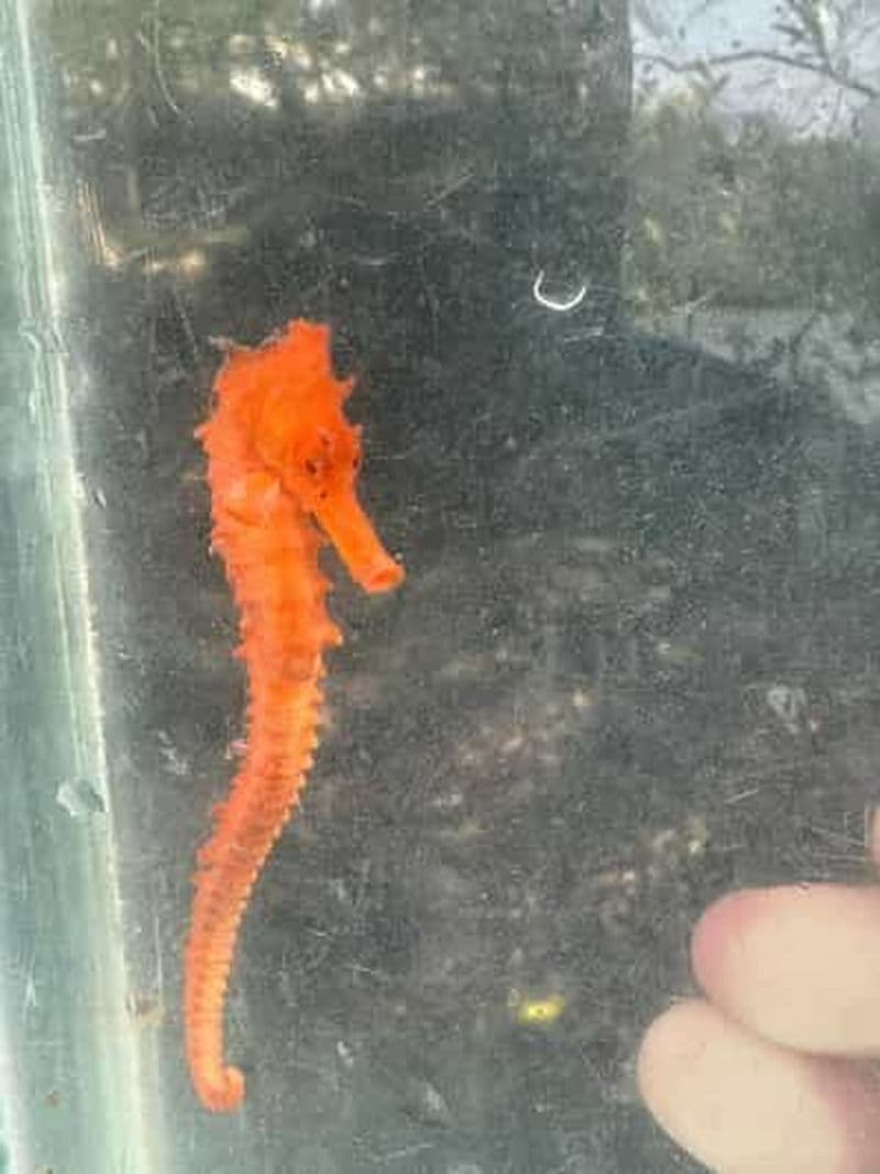 Barra Grande : Circuit des hippocampes en calèche et en canoë