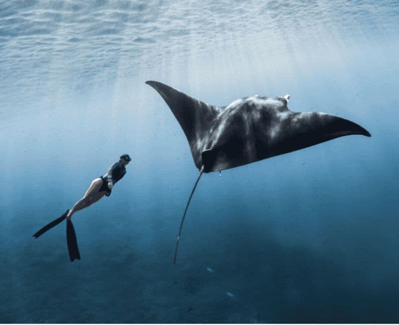 Billet Au départ de Bali : Nusa Penida : plongée en apnée et visite de la côte ouest