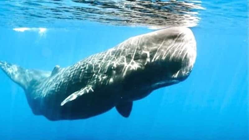 Depuis Colombo/Bentota/Galle : Excursion d'une journée à Mirissa pour observer les baleines