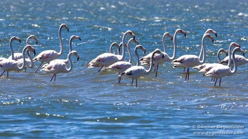 Observation des oiseaux en bateau solaire dans la lagune d'Aveiro
