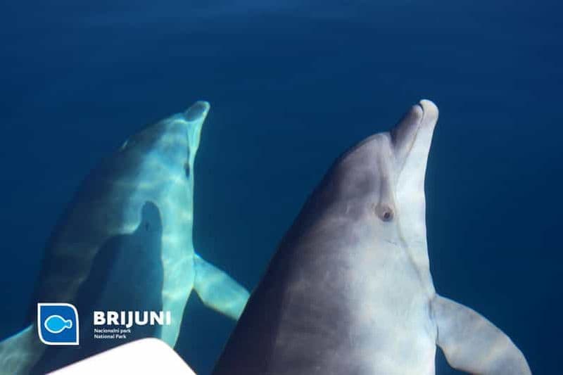 Billet Au départ de Pula : Croisière au coucher du soleil avec observation des dauphins