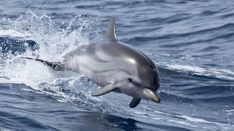 Bormes-les-Mimosas: Observation de Dauphins et Baleines en bateau Hybride