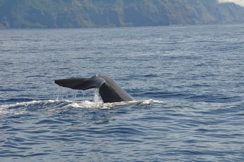 Depuis Porto Moniz : Observation des baleines et des dauphins à Madère