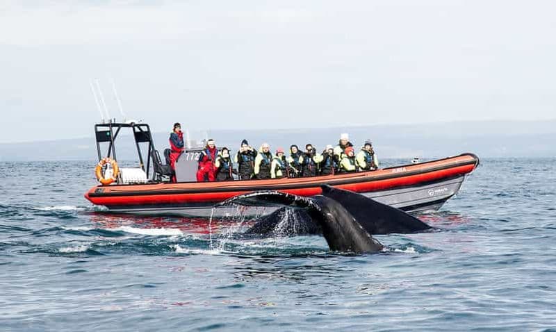 Húsavík : Excursion en bateau rapide vers les grandes baleines et l'île aux macareux
