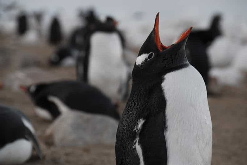 Ushuaia : Navigation en catamaran vers l'île des pingouins