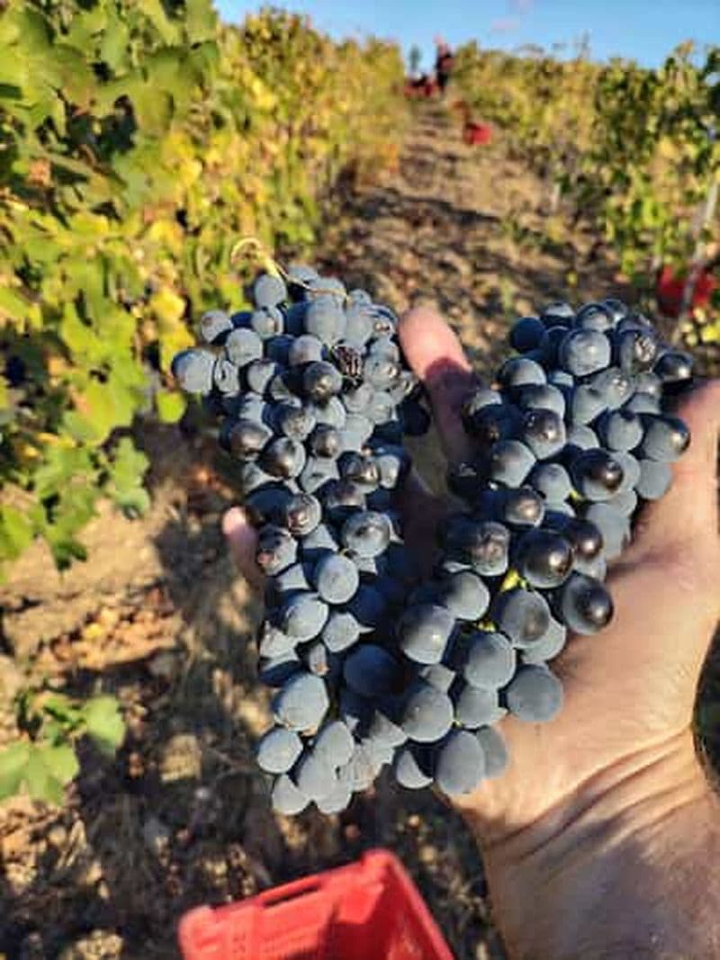 Béziers : dégustation de vins écologiques à la cave Sarabande Wines Off-Grid Winery