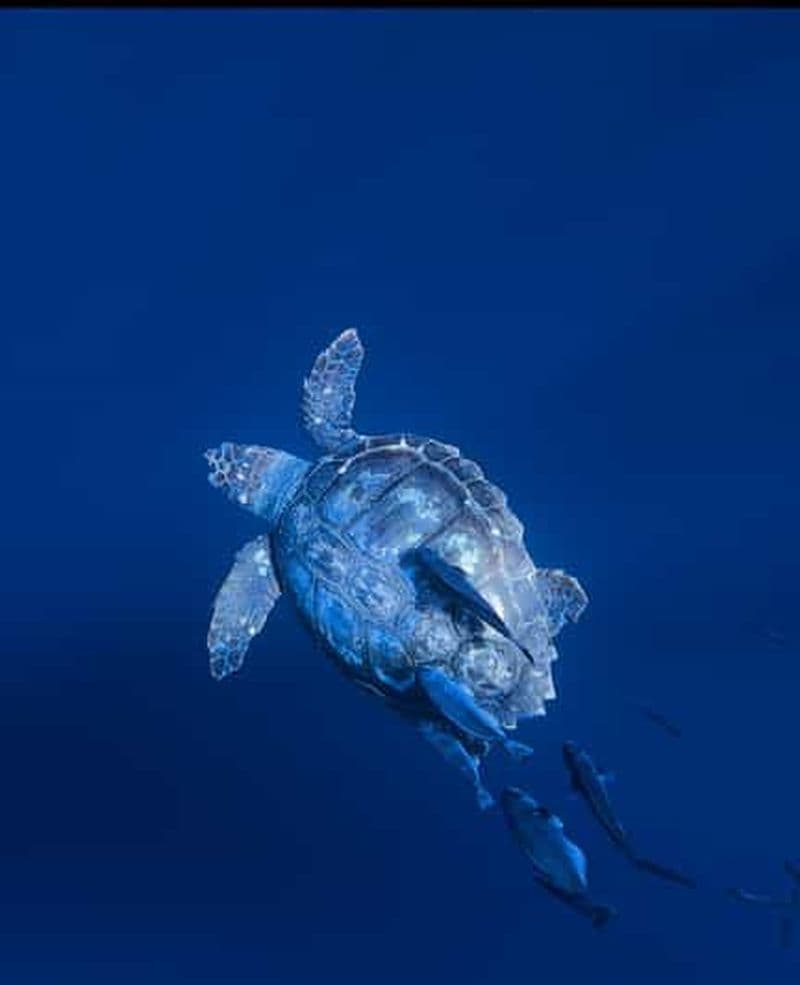 Safari privé d'une journée aux Açores avec un biologiste marin