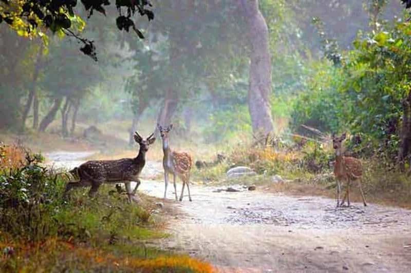 Safari de 2 jours dans la jungle : De Kolkata à Jim Corbett par avion via Delhi