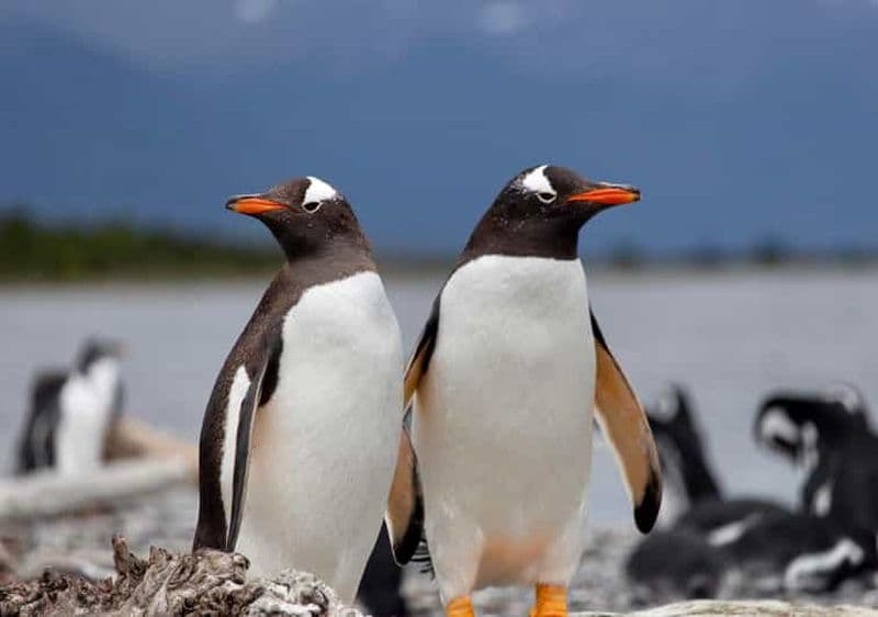 USHUAIA : ALMANZA, LA ROUTE DES CRABES ET L'OBSERVATION DES PINGOUINS