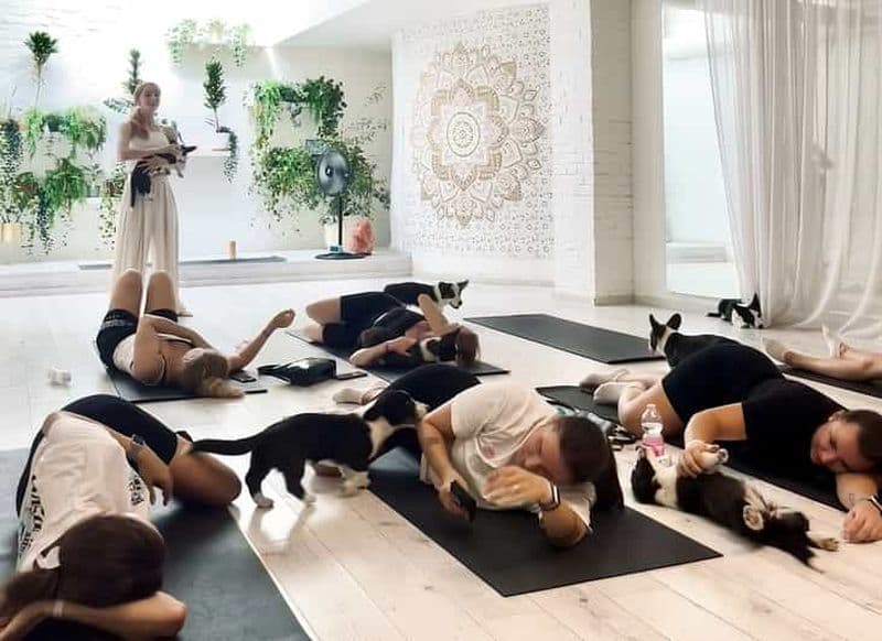 Budapest : Cours de yoga pour chiots
