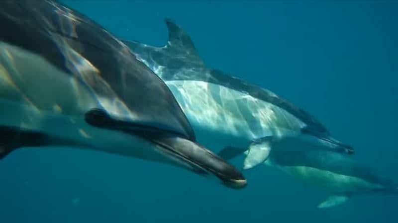 Lisbonne : Observation des dauphins avec un biologiste marin