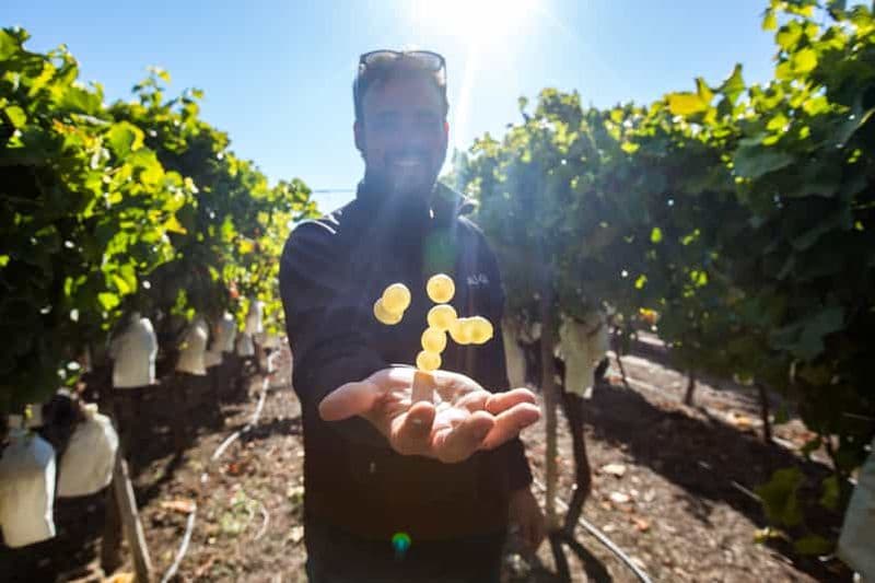 Alicante : visite des vignobles en petit groupe avec 4 dégustations
