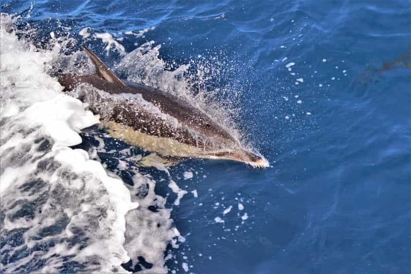 Terceira : tour en bateau et baignade avec les dauphins