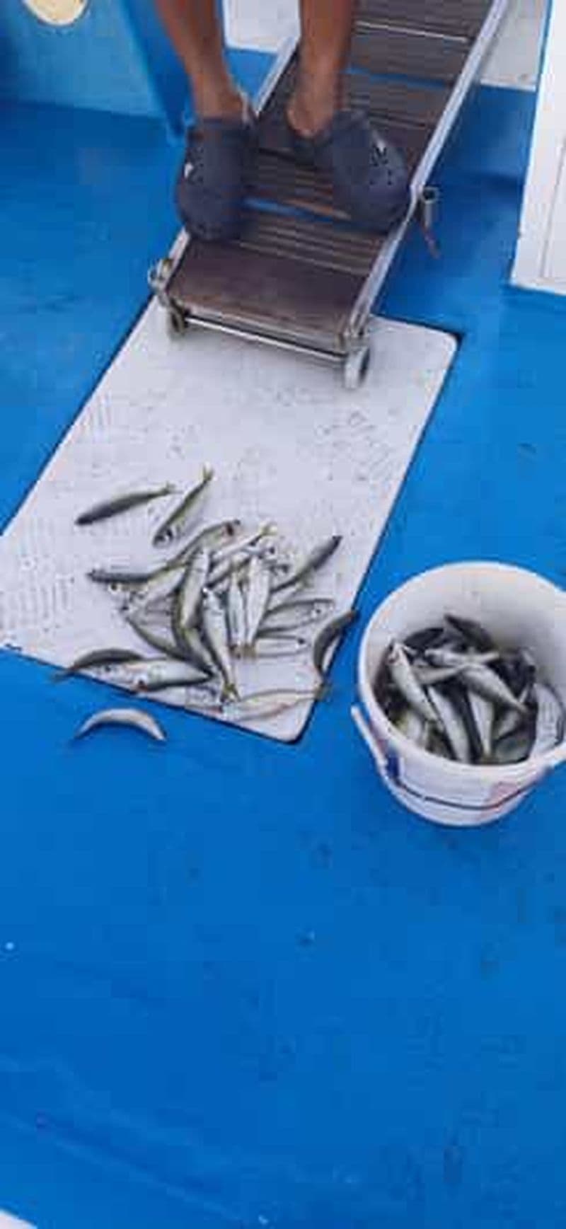 Larnaca : pêche privée - bateau traditionnel Explorer N