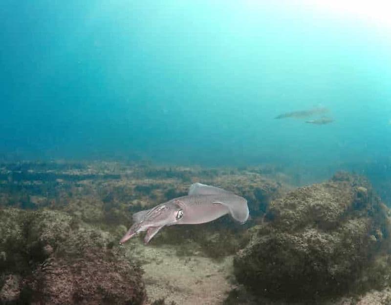 Lagos : expérience de plongée sous-marine pour les débutants