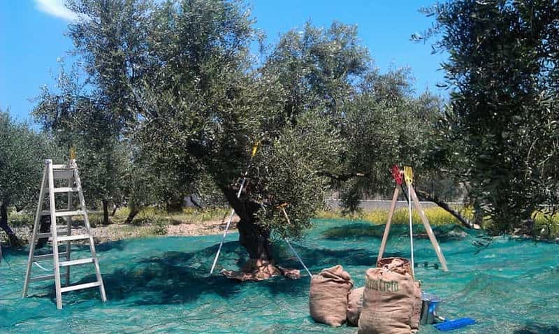 Billet Terra Creta : visite autour de huile d’olive et dégustation