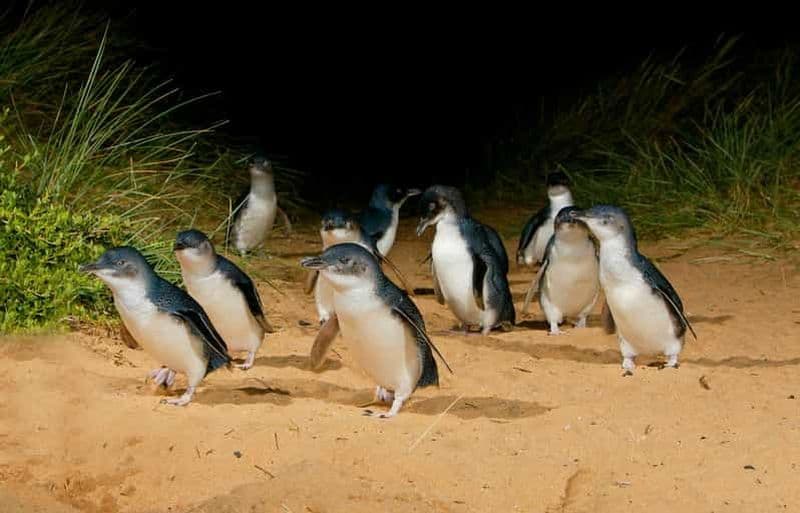 Phillip Island : visite privée guidée avec défilé des pingouins