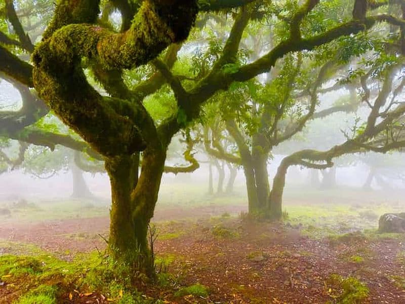 Madère : excursion guidée dans l'ouest de Madère et forêt mystique de Fanal