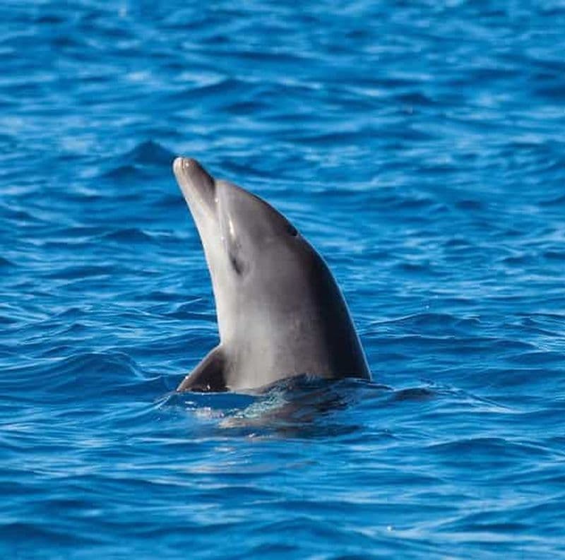 Olbia : tour en bateau avec observation des dauphins et plongée avec tuba
