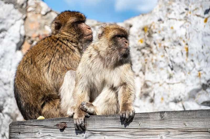 Depuis Torremolinos : Excursion à Gibraltar