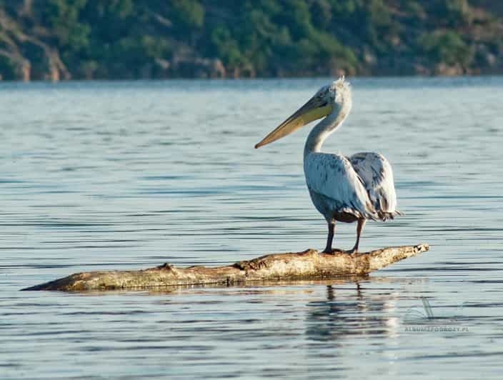 De Bar : Tour en bateau sur le lac de Skadar