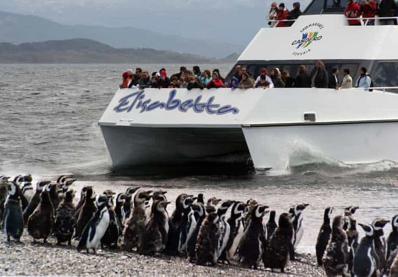 Ushuaia : Observation des pingouins en catamaran