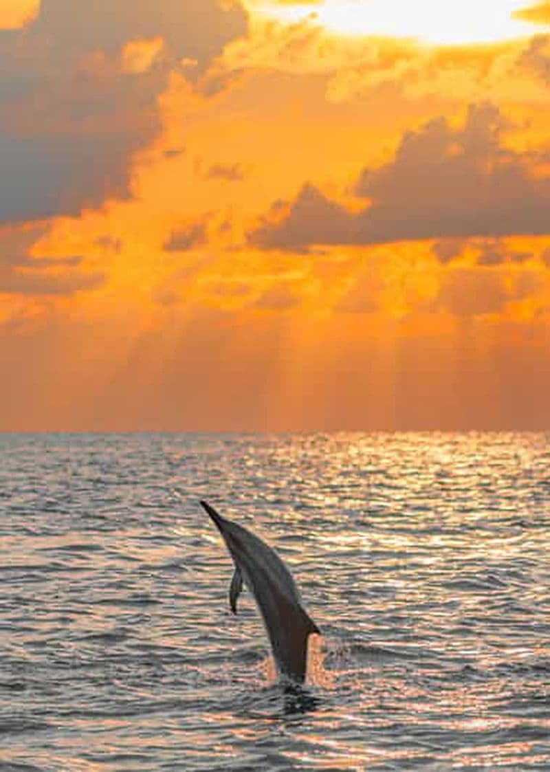 Maldives: Dolphin Watching Cruise with Snorkeling