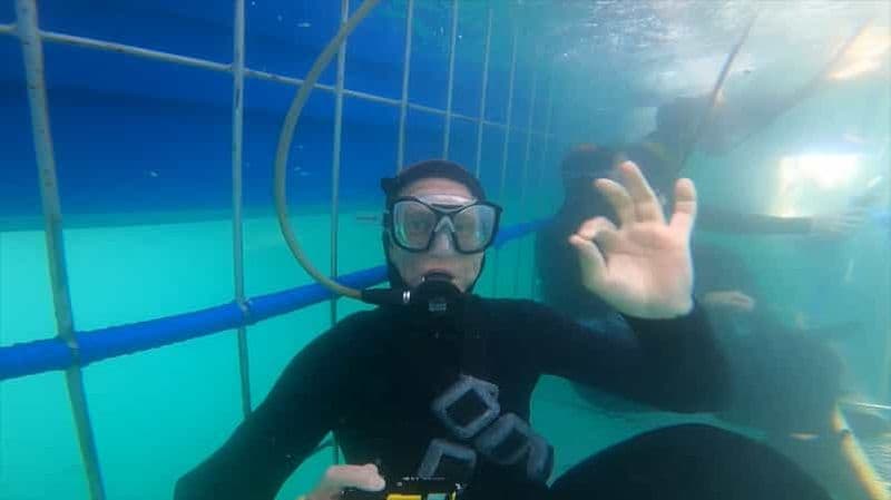 Plongée en cage avec les requins
