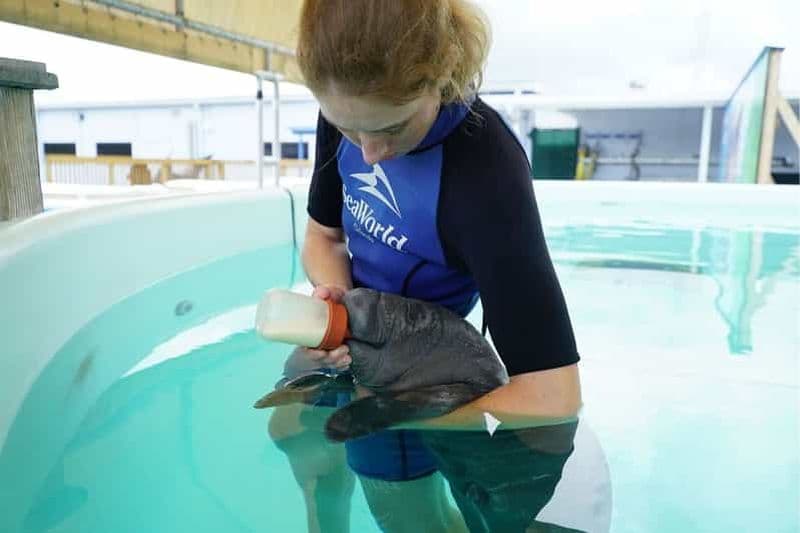 SeaWorld Orlando : SeaWorld Rescue Tour