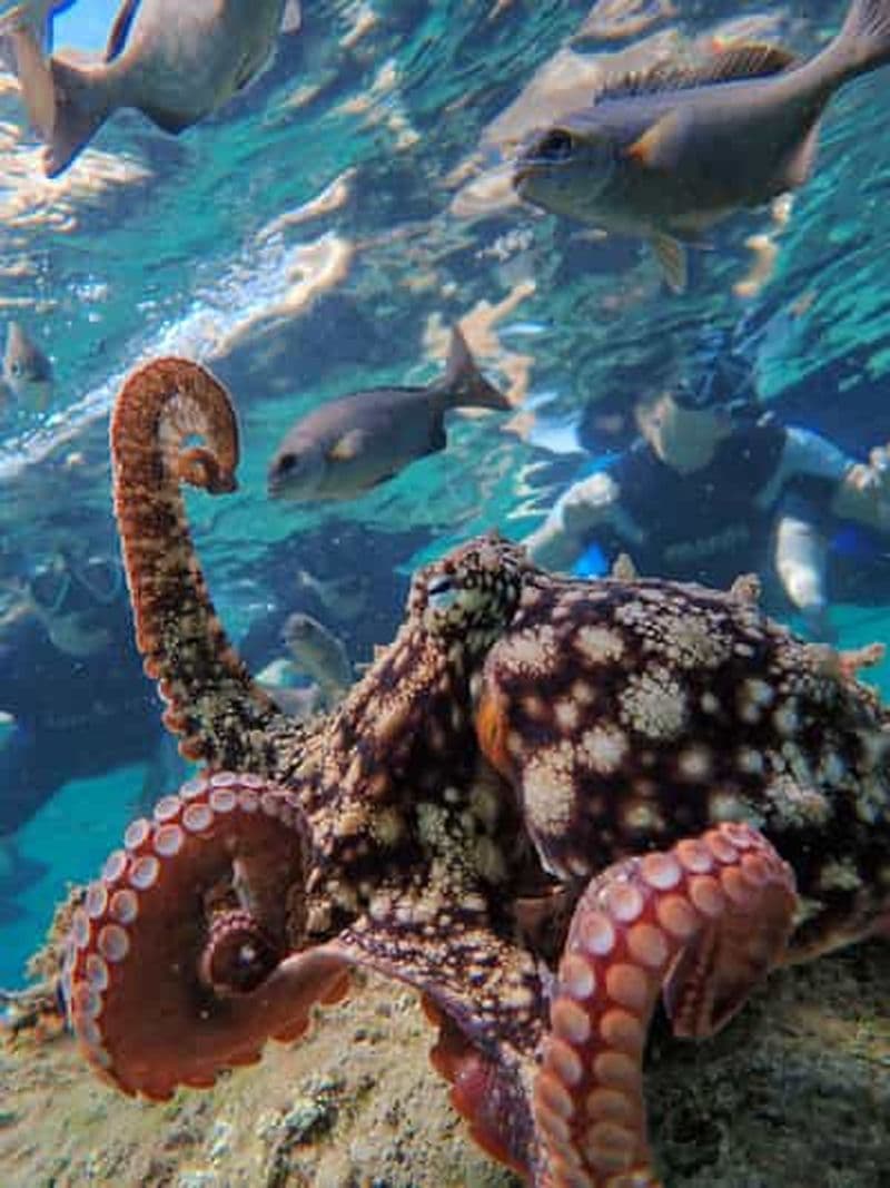 Billet Porto Santo : Visite guidée de plongée en apnée dans des eaux protégées
