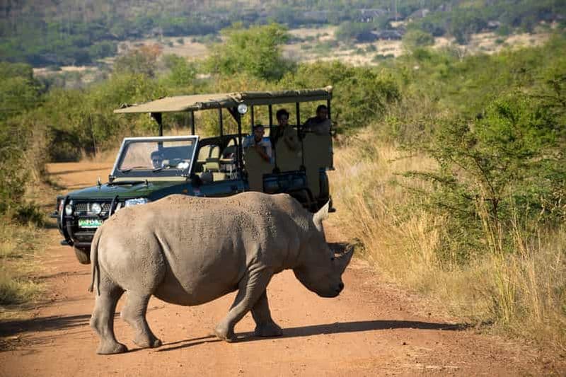 Depuis Johannesburg : Safari dans la réserve naturelle du Pilanesberg