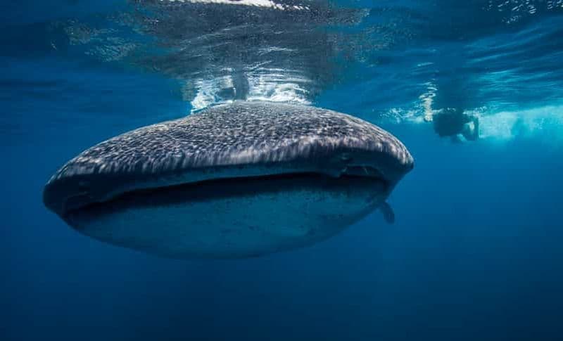 Billet Cancún : Nage avec les requins-baleines et plage de Playa Norte
