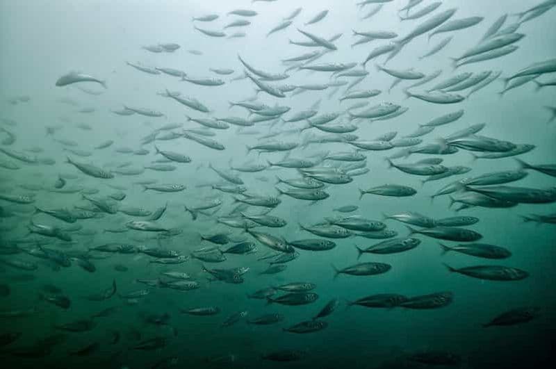 Découvrez la plongée sous-marine - Plongez immédiatement !