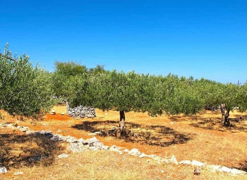 Zadar, Šibenik : dégustation d'huile d'olive, de vin et de produits locaux, en voiture
