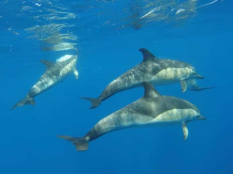 Arrábida - Sesimbra : Observation des dauphins