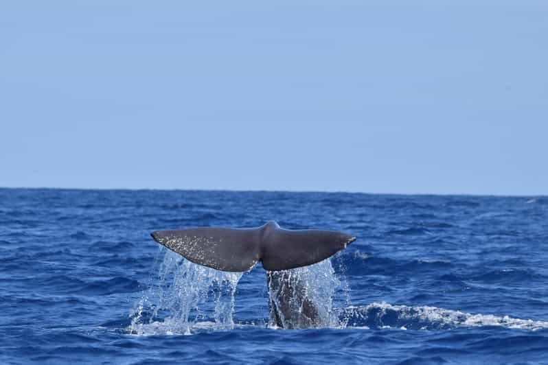 Velas : Au cœur des Açores avec les baleines et les dauphins
